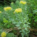 Rhodiola rosea