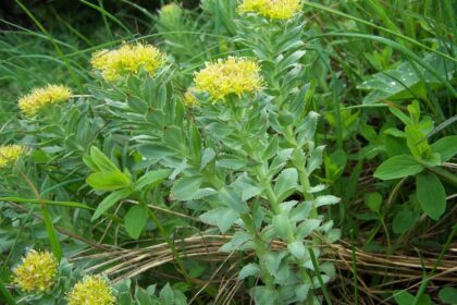 Rhodiola rosea