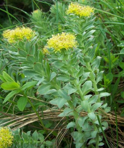 Rhodiola rosea