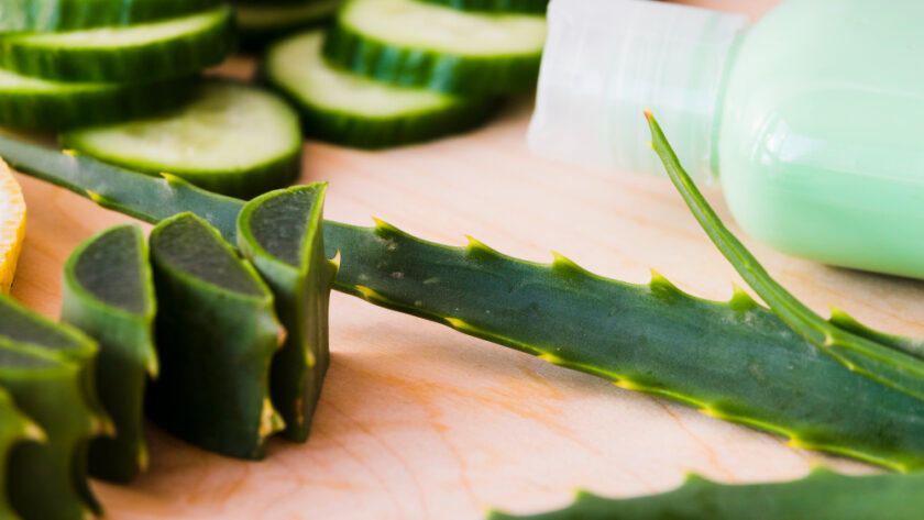 aloe vera hatásai