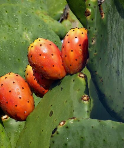 fügekaktusz hatásai