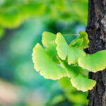 ginkgo biloba hatásai