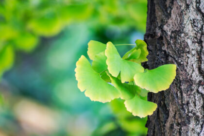 ginkgo biloba hatásai