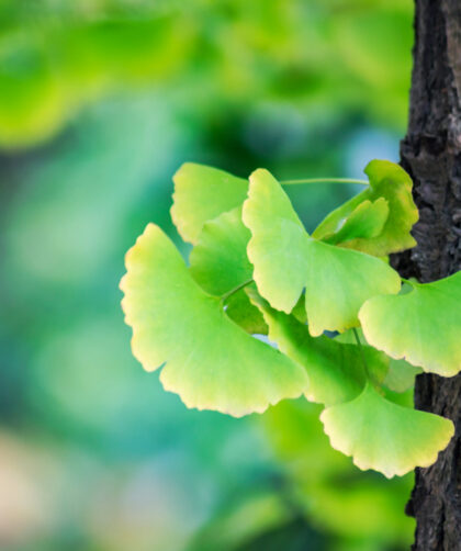 ginkgo biloba hatásai
