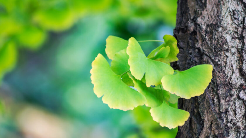 ginkgo biloba hatásai
