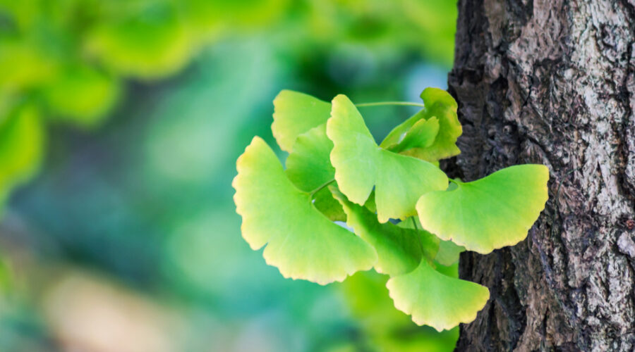 ginkgo biloba hatásai