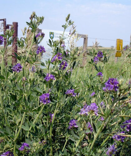 gyomorfekély ellenszer