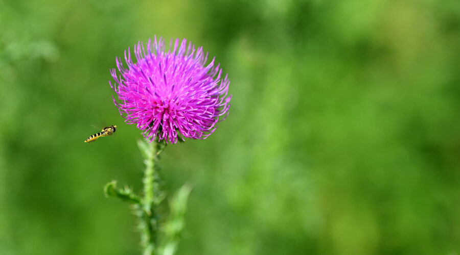 máriatövis egészség