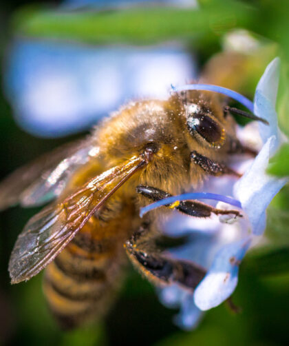 méhpempő jótékony hatásai