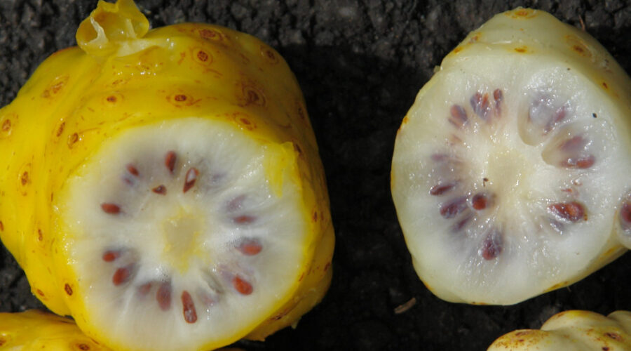 noni gyümölcs eredeti