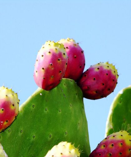 nopál kaktusz hatásai