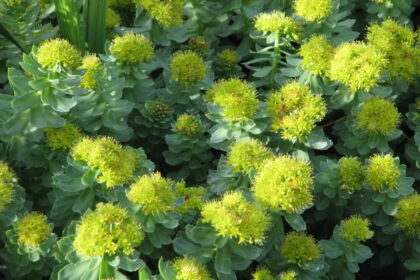 rhodiola rosea története