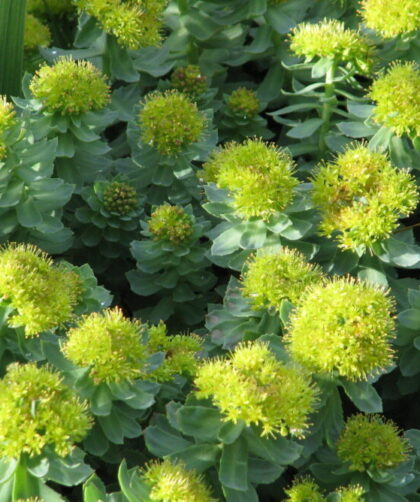rhodiola rosea története