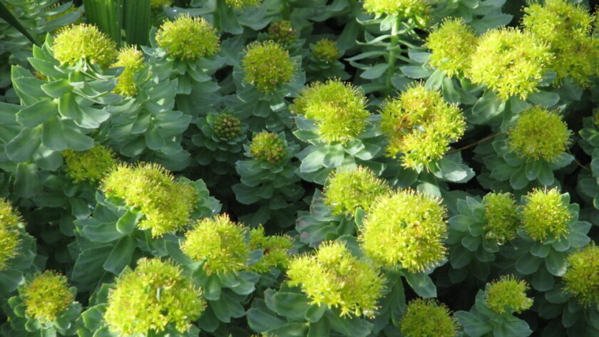 rhodiola rosea története