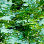spirulina chlorella algák-hatásai