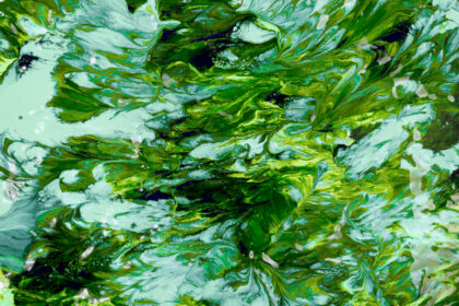 spirulina chlorella algák-hatásai