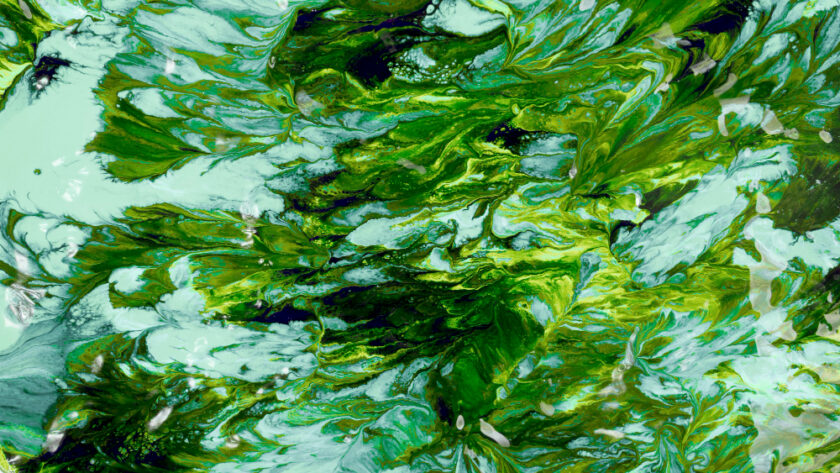 spirulina chlorella algák-hatásai