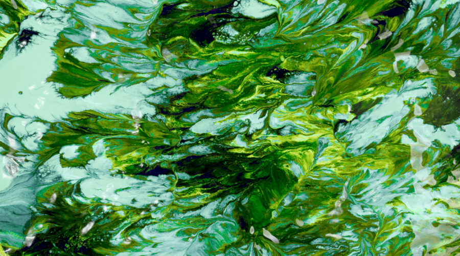 spirulina chlorella algák-hatásai